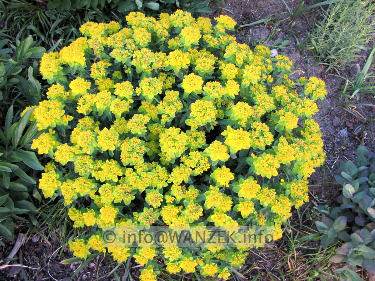 Euphorbia epithymoides (polychroma) 00.JPG